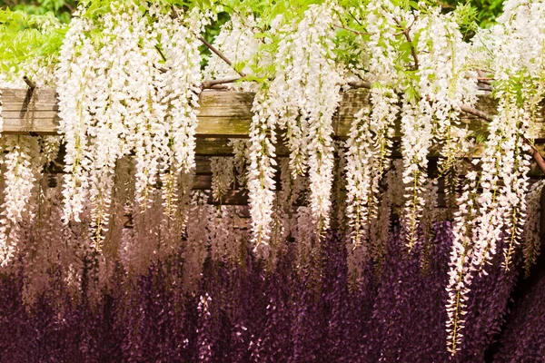 Japonská wistárie — Stock fotografie