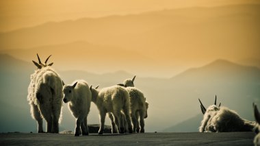 dağ keçilericabras de montaña