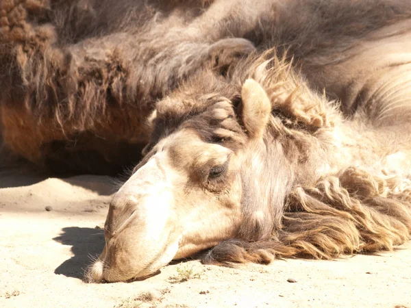 stock image Camel