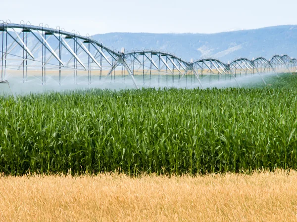 Irrigação agrícola — Fotografia de Stock
