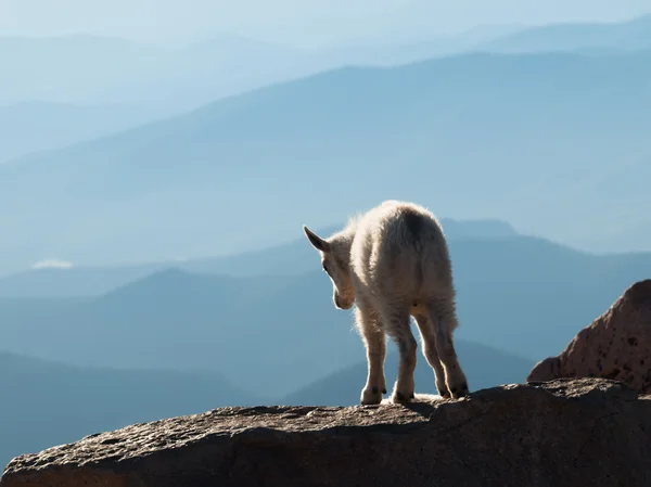 Mountain Goat Kid — Stock Photo, Image