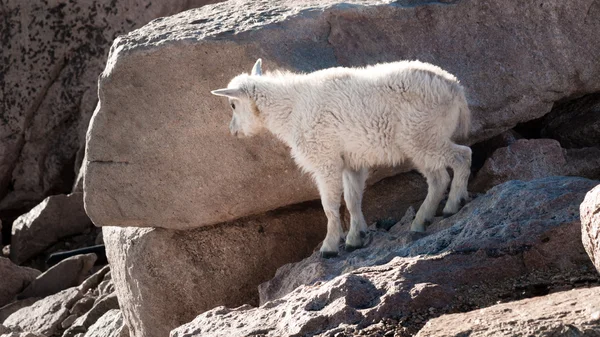 Mountain Goat Kid — Stock Photo, Image