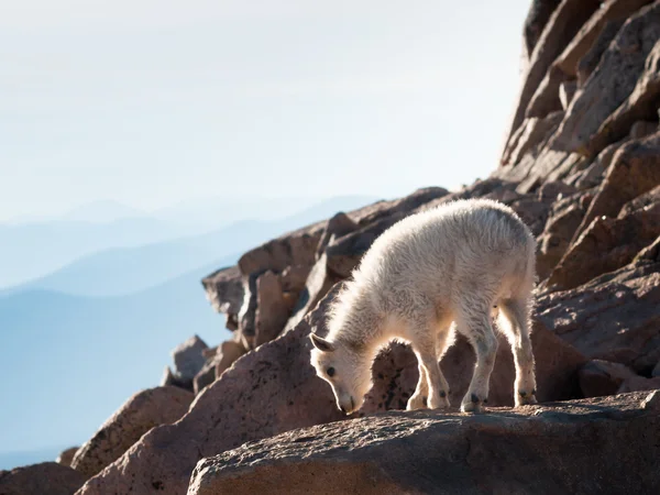 Ragazzo capra di montagna — Foto Stock