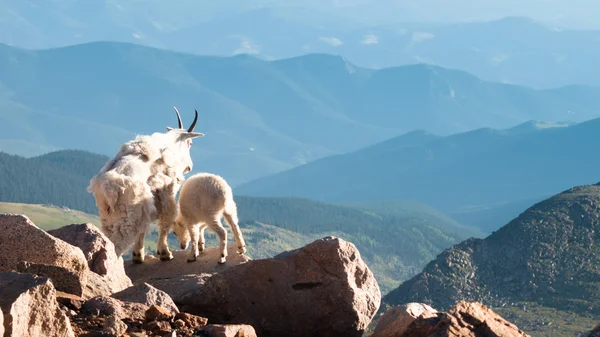 赤ちゃんと一緒に山のヤギ — ストック写真