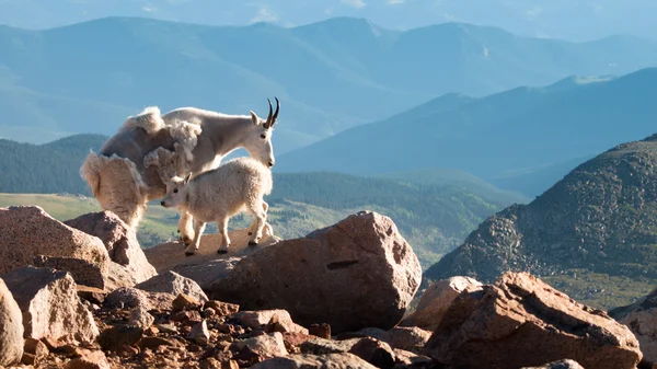 Mountain goat with baby — Stock Photo, Image