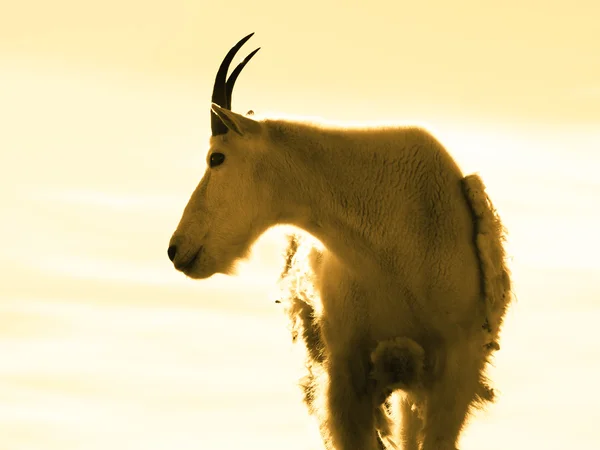 Горный козел — стоковое фото