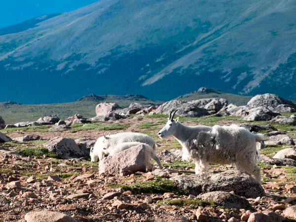 Mountain geiten — Stockfoto