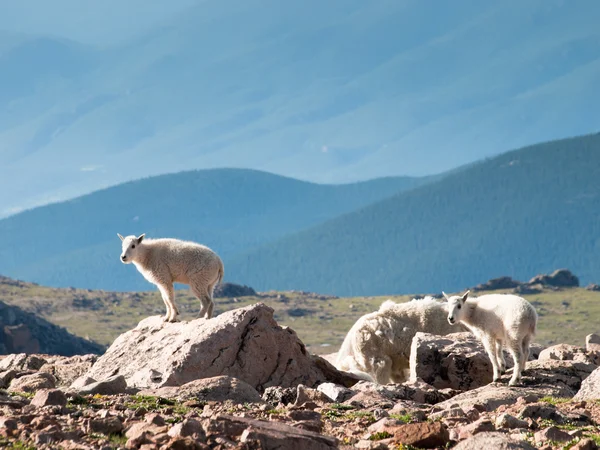 Genç dağ keçileri — Stok fotoğraf