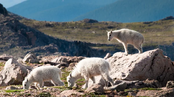 Jeunes chèvres de montagne — Photo