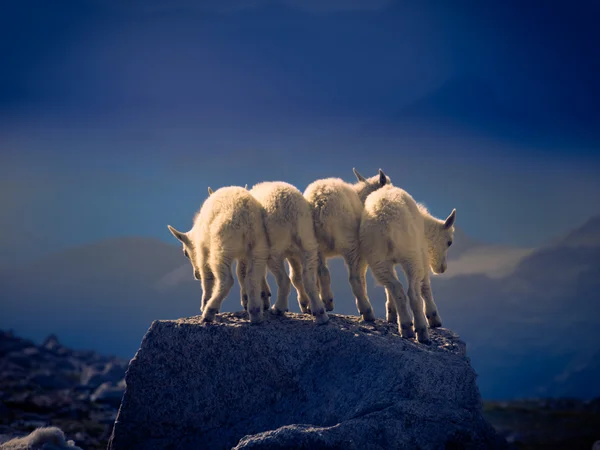 Dětské horské kozy — Stock fotografie