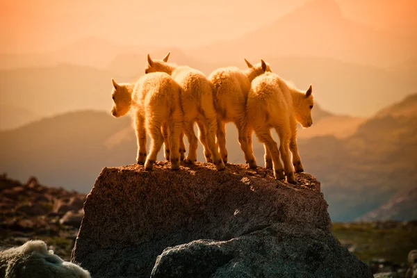 stock image Baby mountain goats