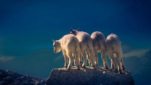 Bebé cabras de montaña — Foto de Stock