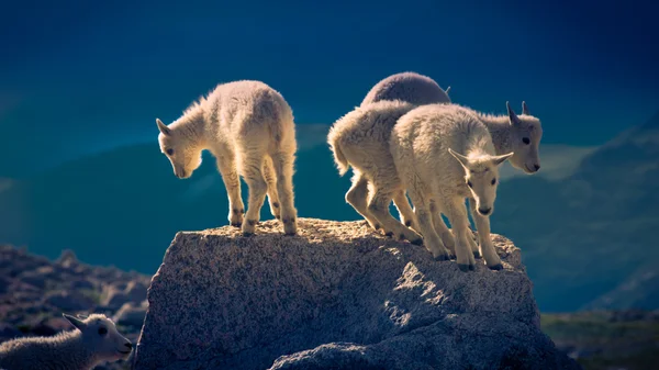 Dětské horské kozy — Stock fotografie