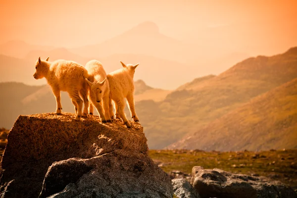 Dağ keçilericabras de montaña — Stok fotoğraf