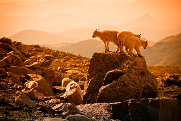 Baby mountain goats — Stock Photo, Image