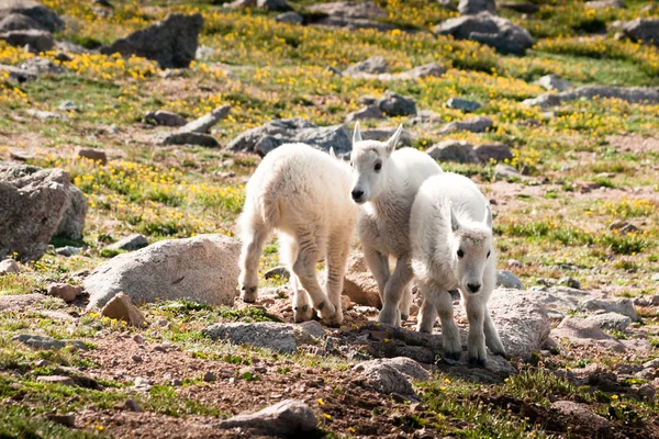 Bebek dağ keçileri — Stok fotoğraf