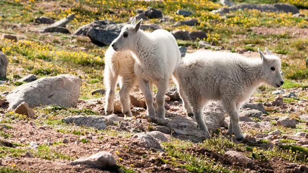 Cabras de montanha bebé — Fotografia de Stock