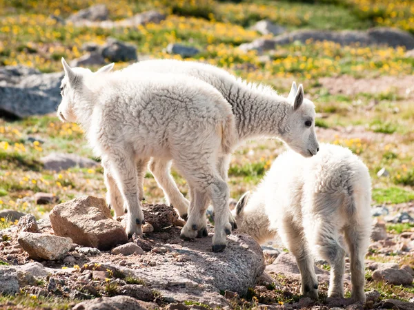 赤ちゃん山のヤギ — ストック写真
