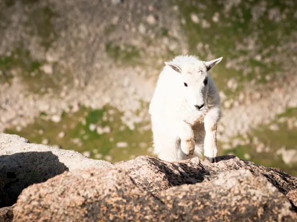 Kid horská koza — Stock fotografie