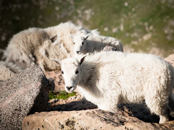Baby гірських кіз — стокове фото