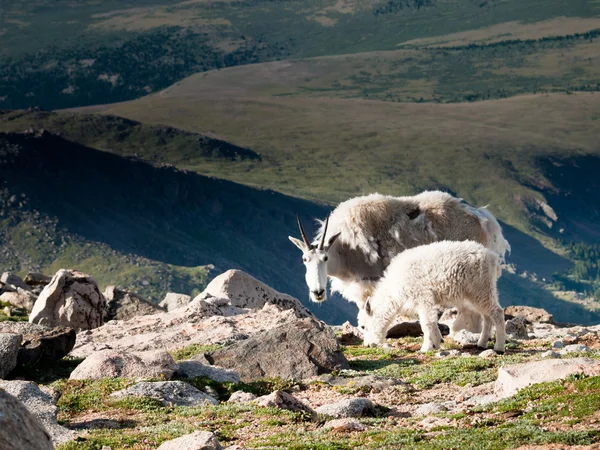 子供と一緒に山のヤギ — ストック写真