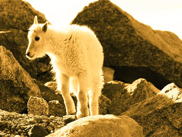 Dağ keçisi çocuk — Stok fotoğraf