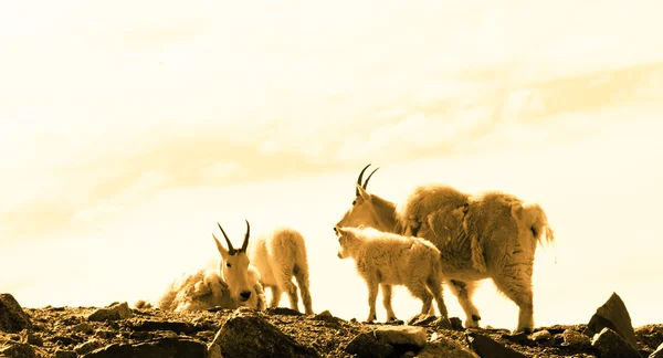 Mountain Goat Herd — Stock Photo, Image