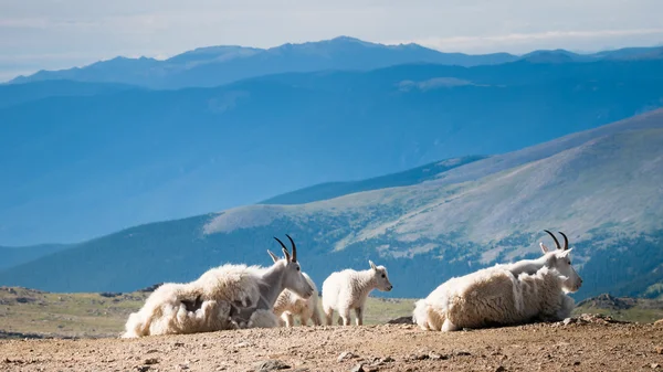 Troupeau de chèvres de montagne — Photo