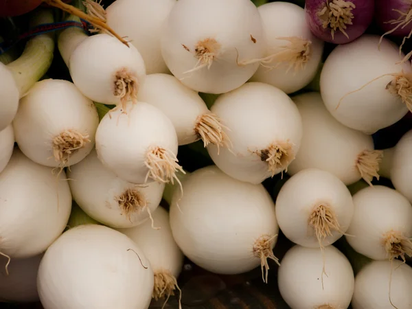 Cebolas brancas — Fotografia de Stock