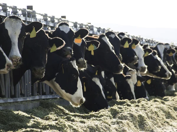 Dairy Cows — Stock Photo, Image