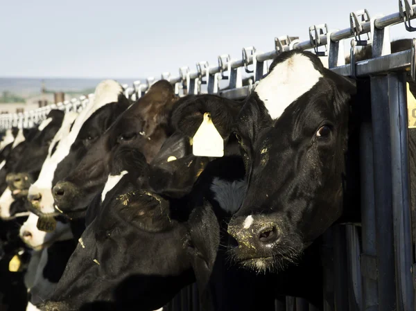 Vacas leiteiras — Fotografia de Stock