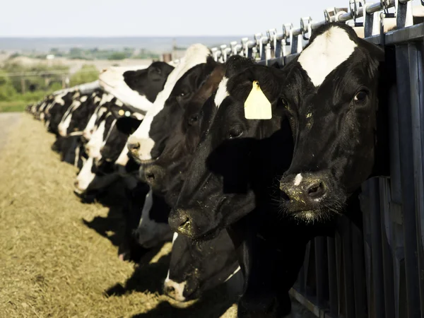 Vacche da latte — Foto Stock