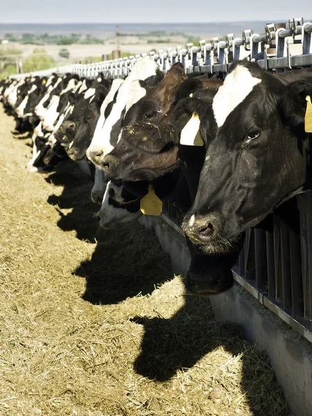 Dairy Cows — Stock Photo, Image