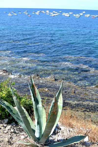 Aloe dan laut jernih — Stok Foto