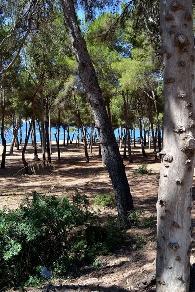 Un bosque de pinos en el mar —  Fotos de Stock