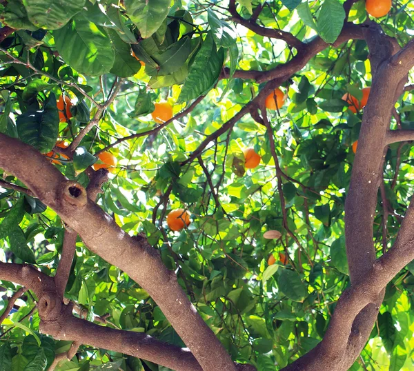 Mandaryna rośnie na drzewie — Zdjęcie stockowe