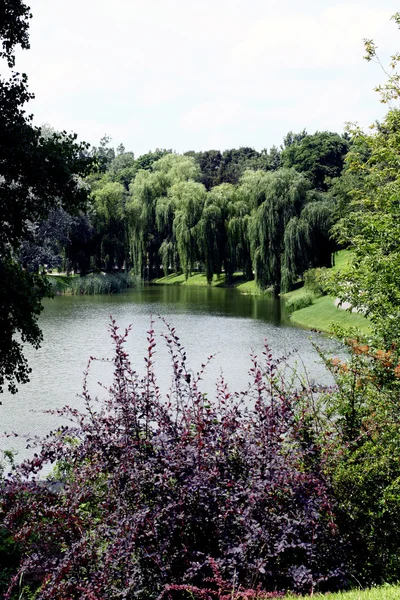 여름에 연못 공원 — 스톡 사진