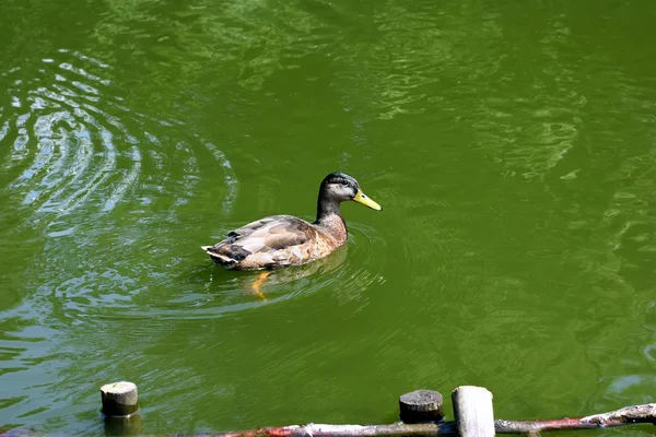 stock image The duck is swimming in a pond