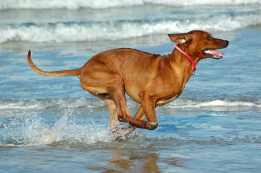 Running Rhodesian Ridgeback hound dog clipart