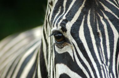 Closeup Zebra eye clipart