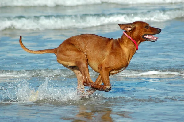 Correndo Rhodesian Ridgeback cão de caça — Fotografia de Stock