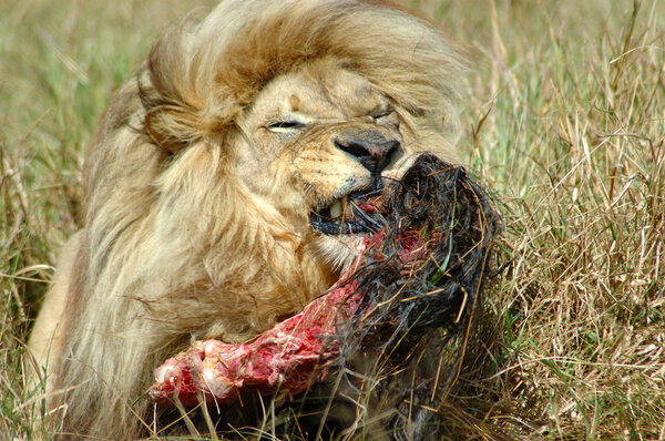 Feeding lion with kill
