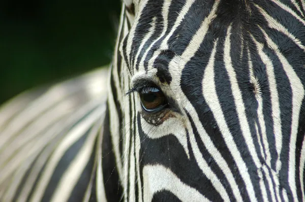 Fechar o olho Zebra — Fotografia de Stock