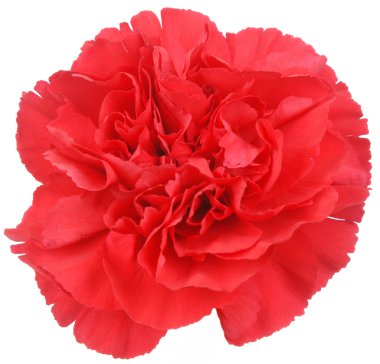 Red Carnation flower on white clipart