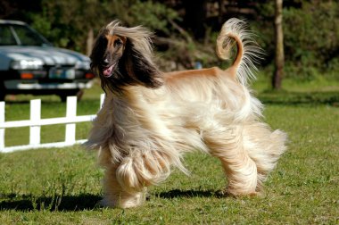 Afghan hound dog running clipart