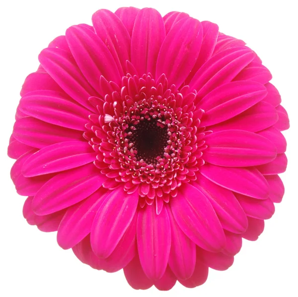 Pink Gerber flower on white — Stock Photo, Image