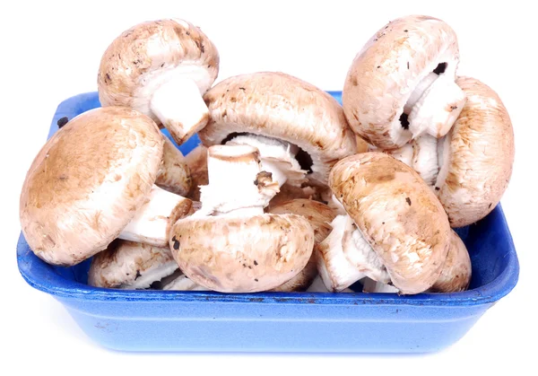 Portabellini mushrooms — Stock Photo, Image