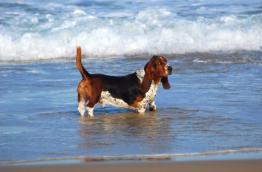 Basset hound