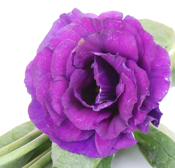 白底紫色沙漠玫瑰花卉 — 图库照片
