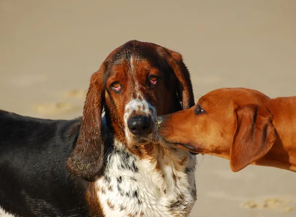 Dogs friendship — Stock Photo, Image